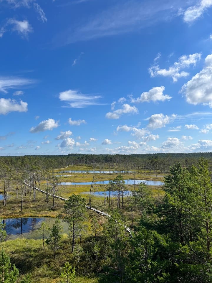 Vista panoramica dall’alto del Viru Bog nel Parco Nazionale di Lahemaa in Estonia con passerella in legno tra paludi e foresta