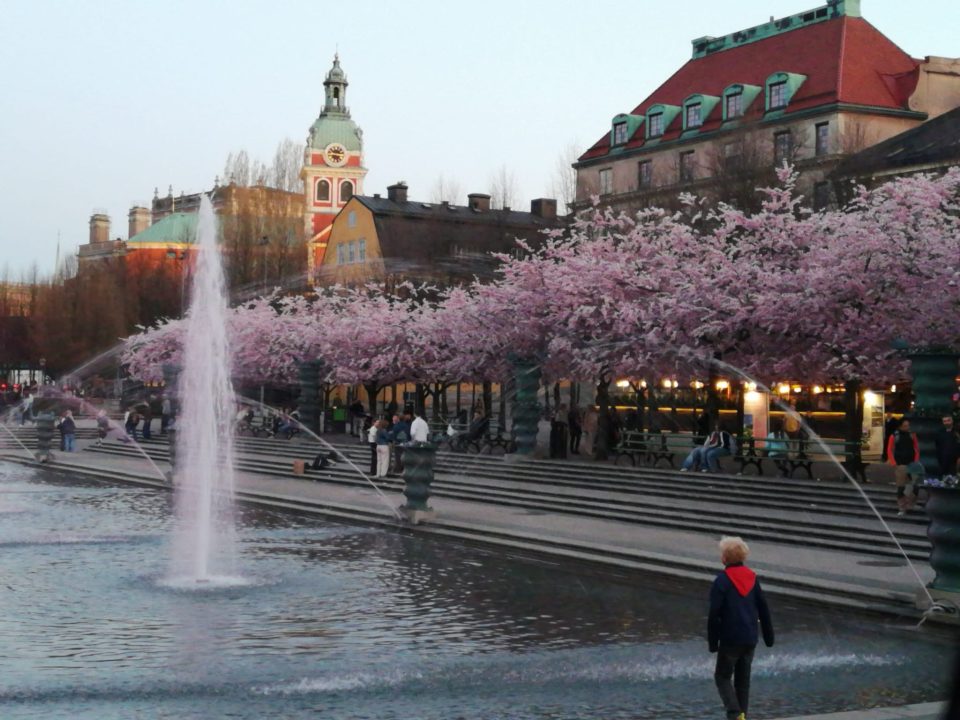 Kungsträdgården a Stoccolma con i ciliegi in fiore e la fontana al tramonto.